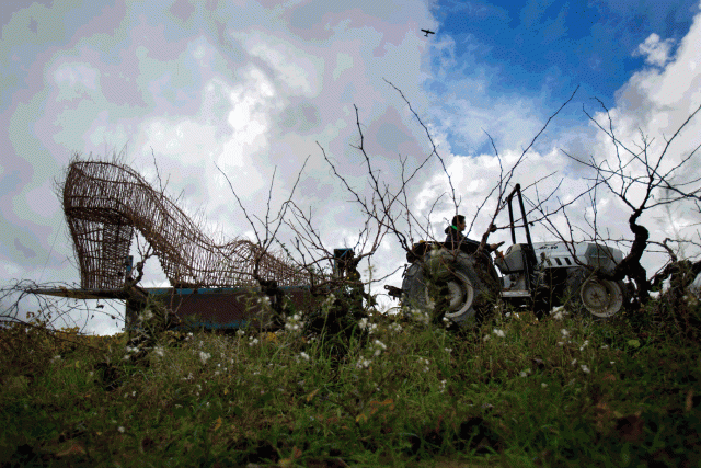 The Guest photo by Consuelo Bautista