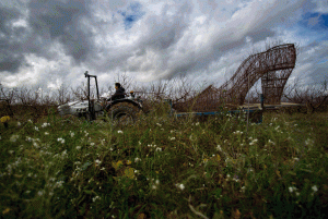 'The Guest' photo by Consuelo Bautista